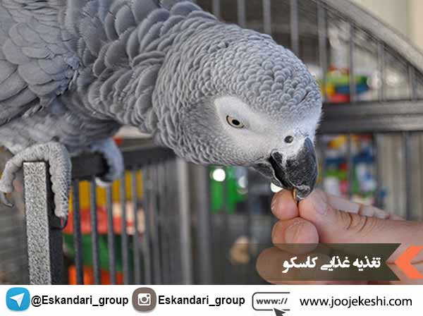 تغذیه غذایی کاسکو