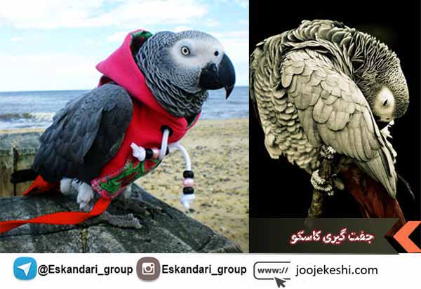 جفت گیری کاسکو