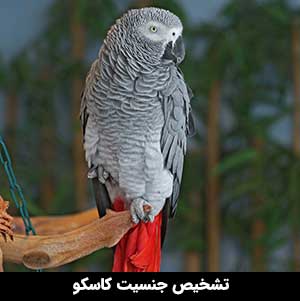 تشخیص جنسیت کاسکو