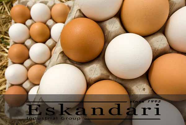 تولید تخم مرع دو زرده - جوجه کشی دات کام