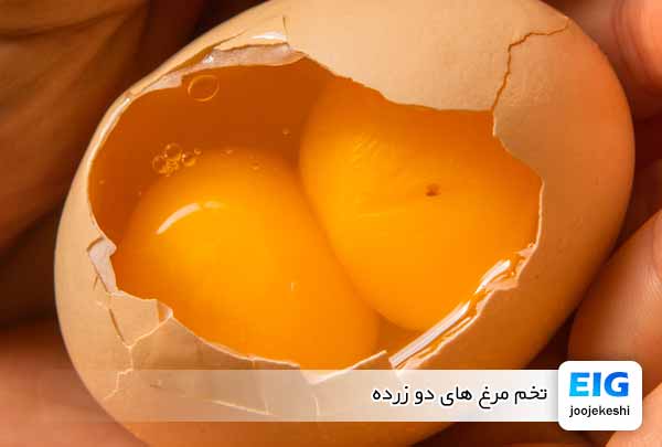 تخم مرغ های دو زرده - جوجه کشی دات کام
