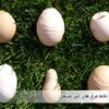 تخم مرغ های غیر طبیعی - جوجه کشی دات کام