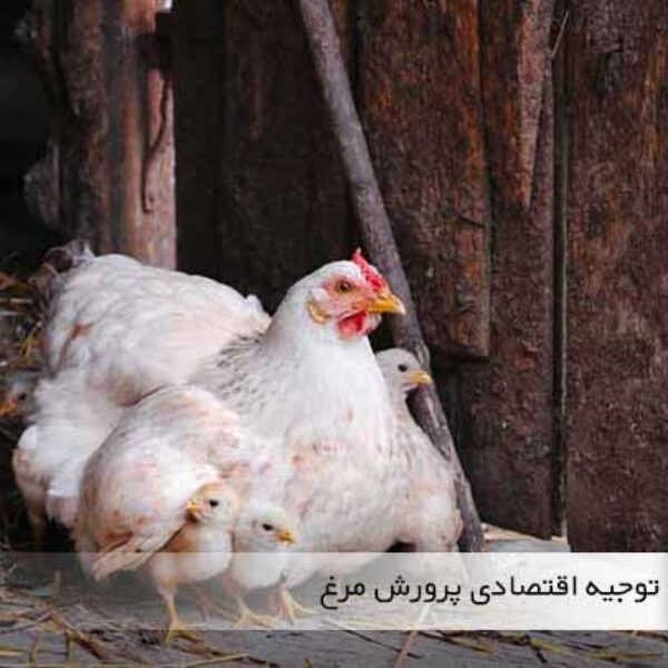سود پرورش مرغ