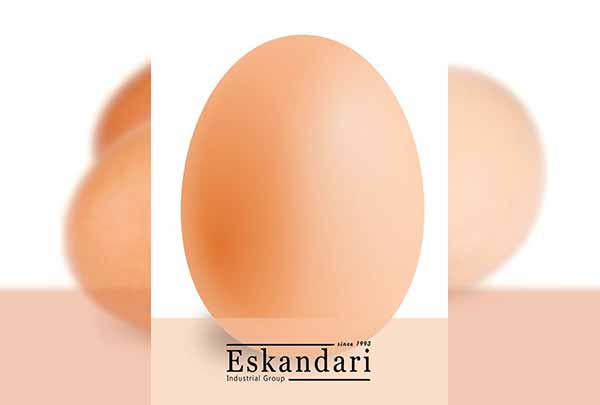 روند تشکیل تخم مرغ - جوجه کشی دات کام