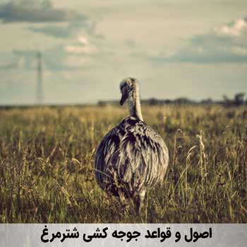اصول جوجه کشی شترمرغ