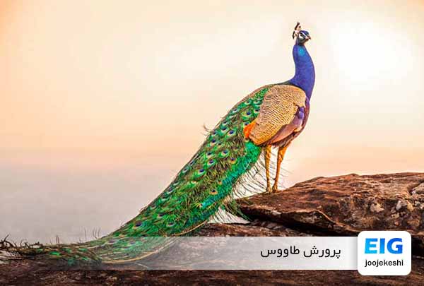 پرورش و نگهداری طاووس