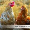 مرغ بومی در ایران