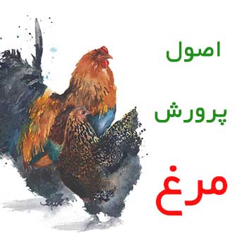 اصول پرورش مرغ