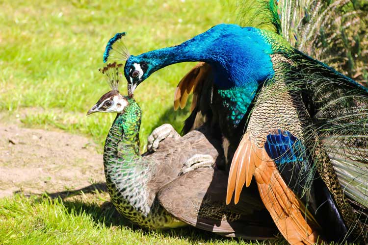 پرورش طاووس
