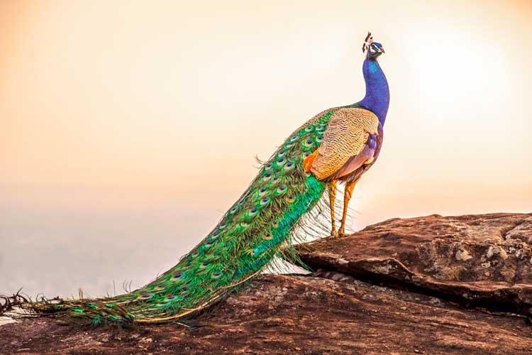 پرورش طاووس