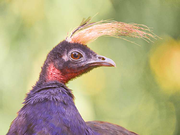 طاووس آفریقایی