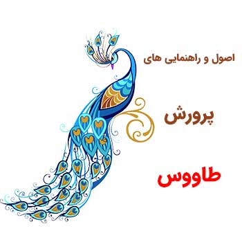 پرورش طاووس