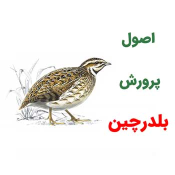 اصول پرورش بلدرچین