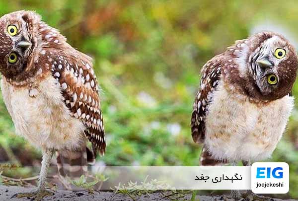 نگهداری از جغد | هر آنچه در باره جغد باید بدانید