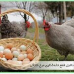 علل توقف تخمگذاری مرغ روستایی و بومی - جوجه کشی دات کام