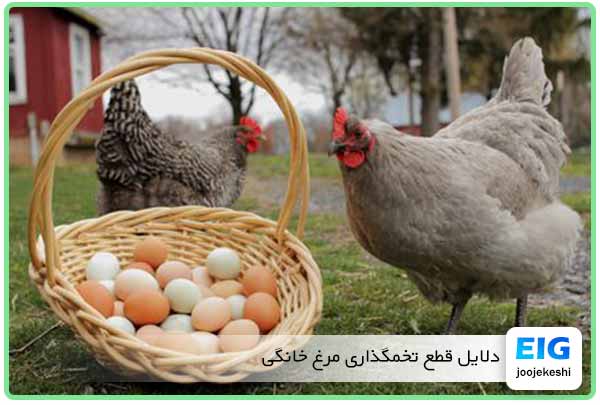 علل توقف تخمگذاری مرغ روستایی و بومی - جوجه کشی دات کام