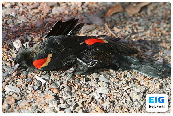 مرگ پرنده در اثر استنشاق گازهای سمی
