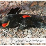 چرا پرندگان خانگی و زینتی ناگهان می میرند
