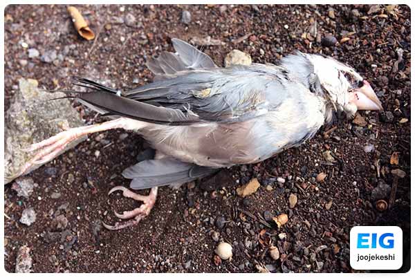 مرگ پرنده در اثر جویدن اشیاء و غذای آلوده
