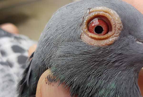 بیماری های مهم کبوتر نیوکلاس