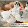 جلوگیری از تخم خوردن مرغ ها - جوجه کشی دات کام