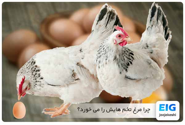 جلوگیری از تخم خوردن مرغ ها - جوجه کشی دات کام