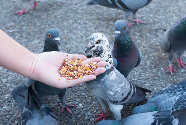 تغذیه کبوتر در تابستان