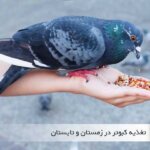 تغذیه کبوتر در زمستان و تابستان