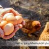 برای افزایش تخمگذاری مرغ ها چه باید کرد - جوجه کشی دات کام
