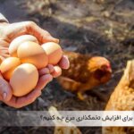 برای افزایش تخمگذاری مرغ ها چه باید کرد - جوجه کشی دات کام