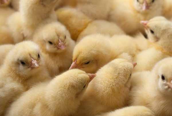 بررسی سود جوجه کشی از مرغ