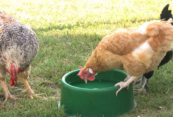 اثر تشنگی بر تخمگذاری مرغ - جوجه کشی دات کام
