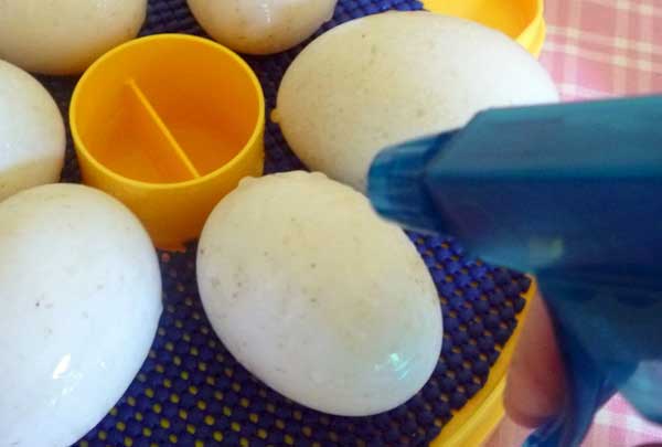 زمان آب پاشی بر روی تخم های نطفه غاز - جوجه کشی دات کام