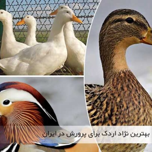 بهترین نژاد اردک برای پرورش در ایران - جوجه کشی دات کام