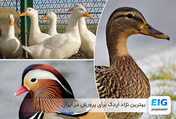 بهترین نژاد اردک برای پرورش در ایران - جوجه کشی دات کام