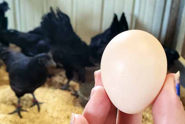 میزان تخمگذاری - جوجه کشی دات کام
