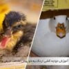 آموزش جوجه کشی اردک به دو روش مختلف طبیعی و ماشینی - جوجه کشی دات کام