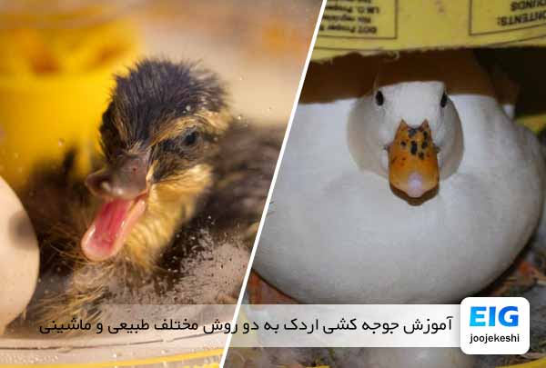 آموزش جوجه کشی اردک به دو روش مختلف طبیعی و ماشینی - جوجه کشی دات کام