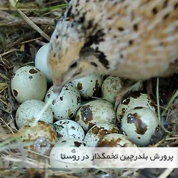 پرورش بلدرچین تخمگذار در روستا - جوجه کشی دات کام