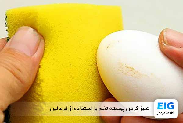 تمیز کردن پوسته تخم با استفاده از فرمالین - جوجه کشی دات کام