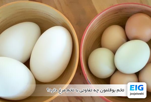 تخم بوقلمون چه تفاوتی با تخم مرغ دارد؟ - جوجه کشی دات کام