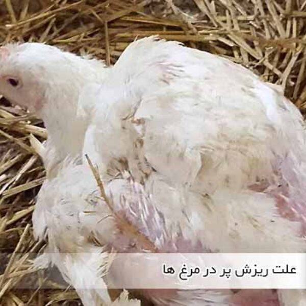 علت ریزش پر در مرغ ها - جوجه کشی دات کام