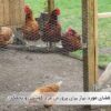 فضای مورد نیاز برای پرورش مرغ گوشتی و تخمگذار - جوجه کشی دات کام