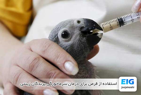استفاده از قرص برای درمان سرماخورگی پرندگان زینتی - جوجه کشی دات کام