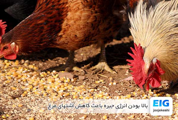 بالا بودن انرژی جیره باعث کاهش اشتهای مرغ - جوجه کش دات کام