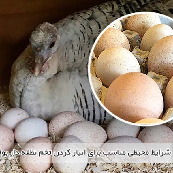 شرایط محیطی مناسب برای انبار کردن تخم نطفه دار بوقلمون - جوجه کشی دات کام