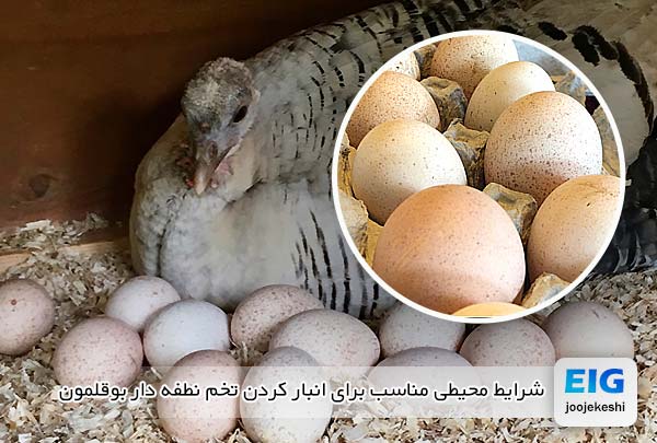 شرایط محیطی مناسب برای انبار کردن تخم نطفه دار بوقلمون - جوجه کشی دات کام