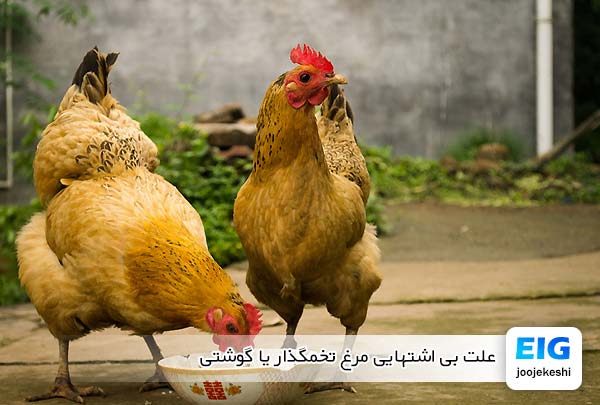 علت بی اشتهایی مرغ تخمگذار یا گوشتی - جوجه کشی دات کام