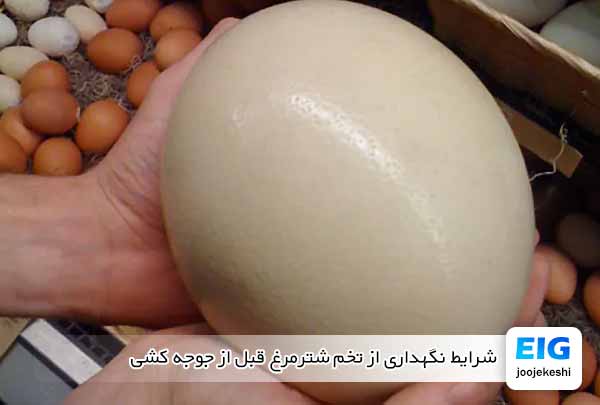 شرایط نگهداری از تخم شترمرغ قبل از جوجه کشی - جوجه کشی دات کام