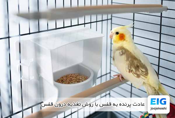 عادت پرنده به قفس با روش تغذیه درون قفس - جوجه کشی دات کام